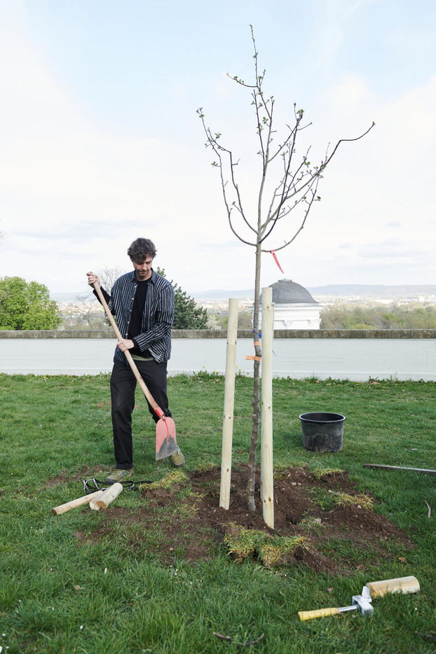 Planting av et epletre i en park i Kassel