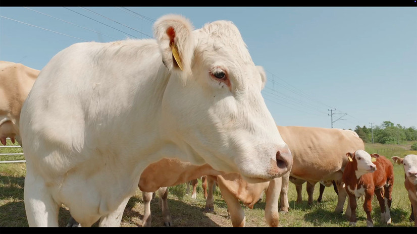 Et nærbilde av en ku fra siden av hodet