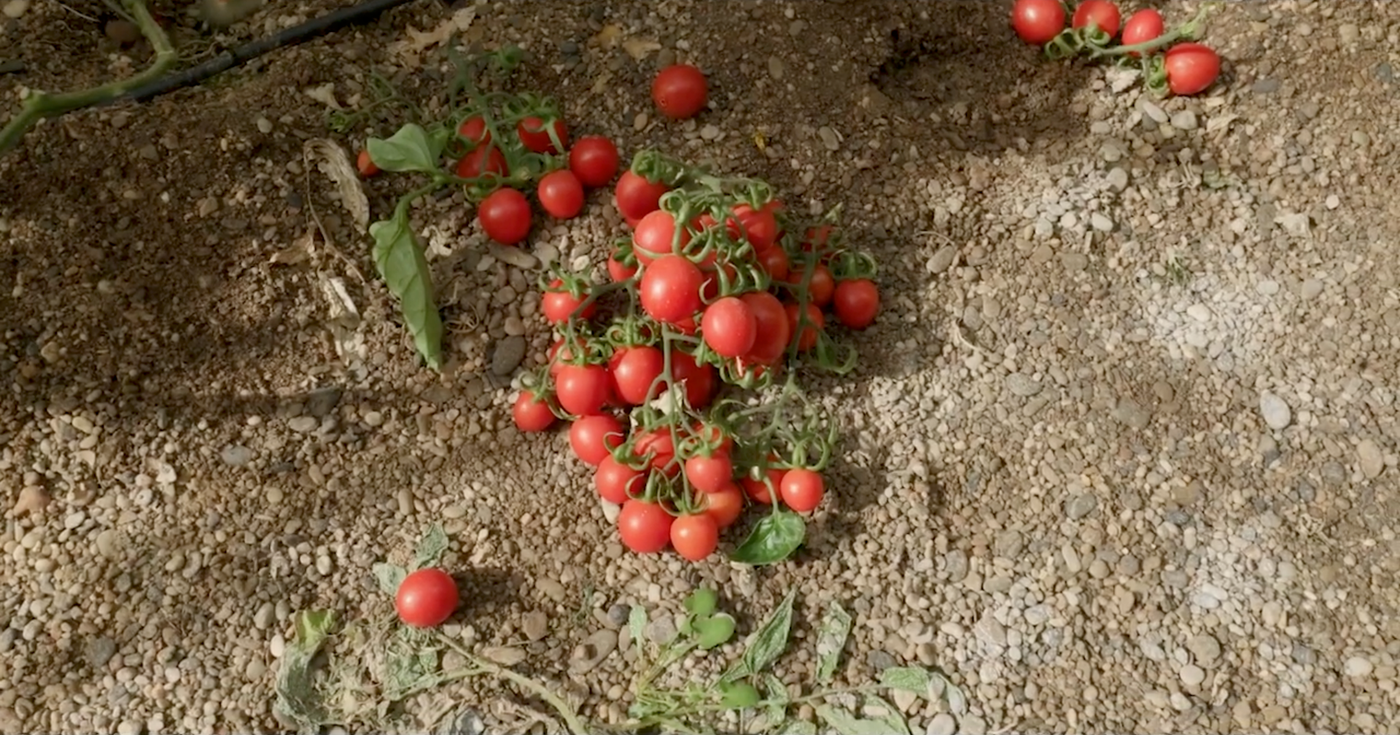 En stor klynge med små røde tomater på gren ligger på støvete jord på bakken