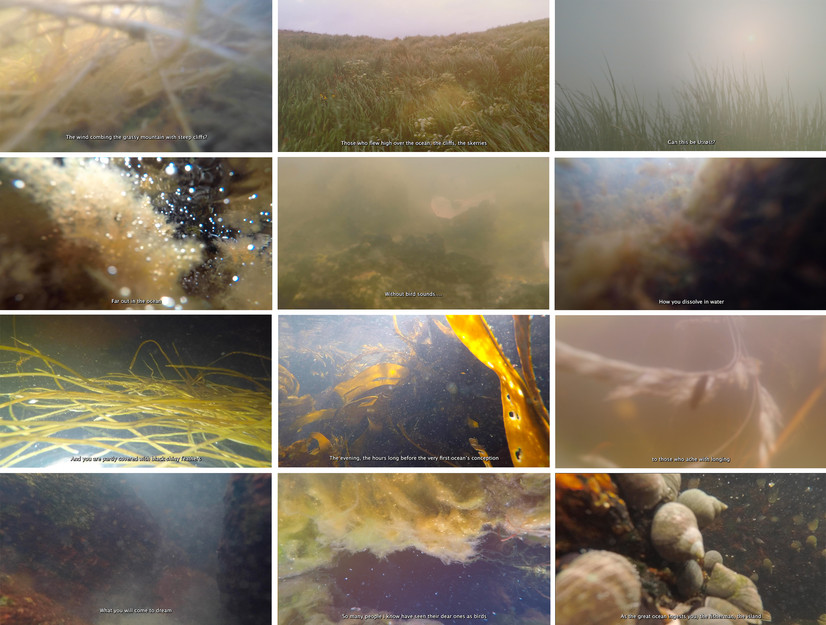 16 Stillbilder fra filmen DRØMMER OM UTRØST som hovedsakelig viser undersjøiske scener med strå, tang, snegler og bobler.