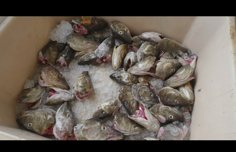 En kasse med mange avskårne torskehoder i en fiskefabrikk