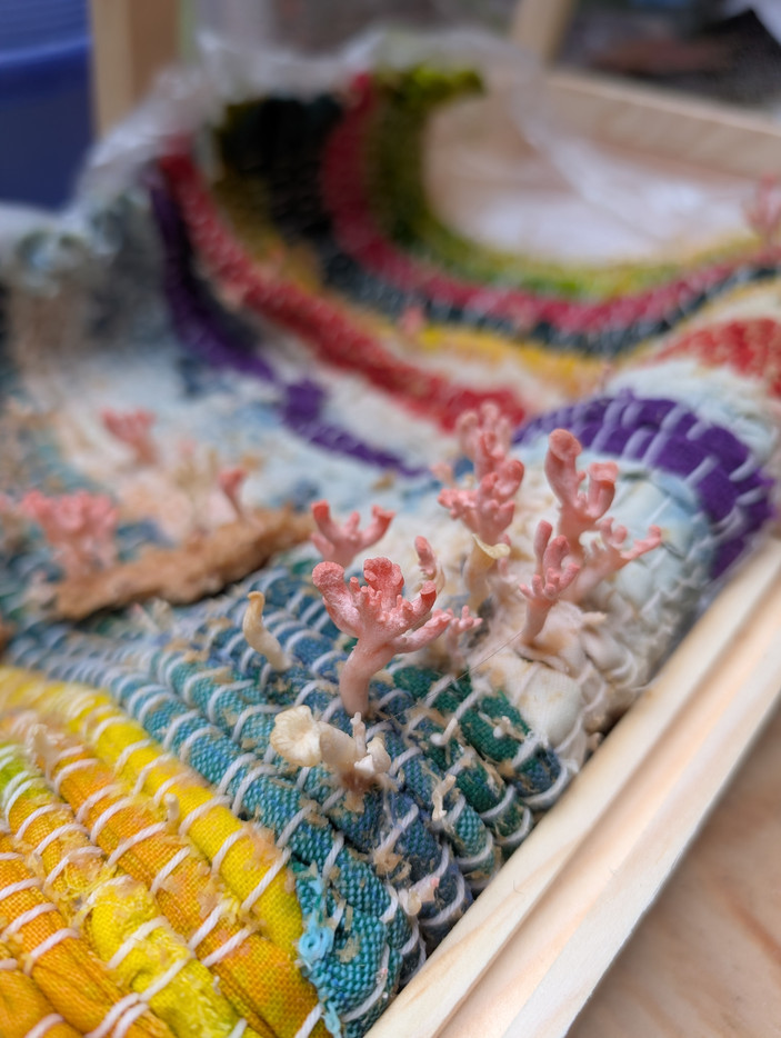 Nærbilde av små, rosa sopp som vokser opp av et fargerikt vevet teppe.