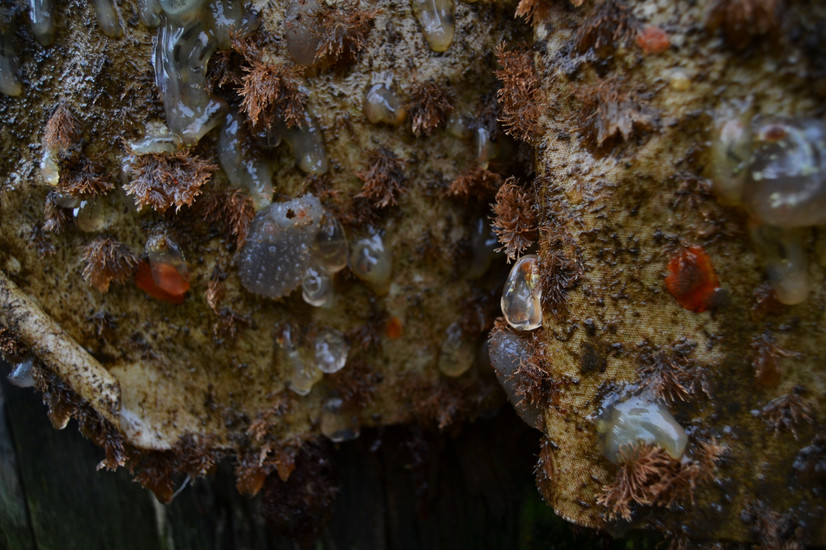 Nærbilde av et vått tekstil med geleaktige vesen (cionaer) og diverse alger.