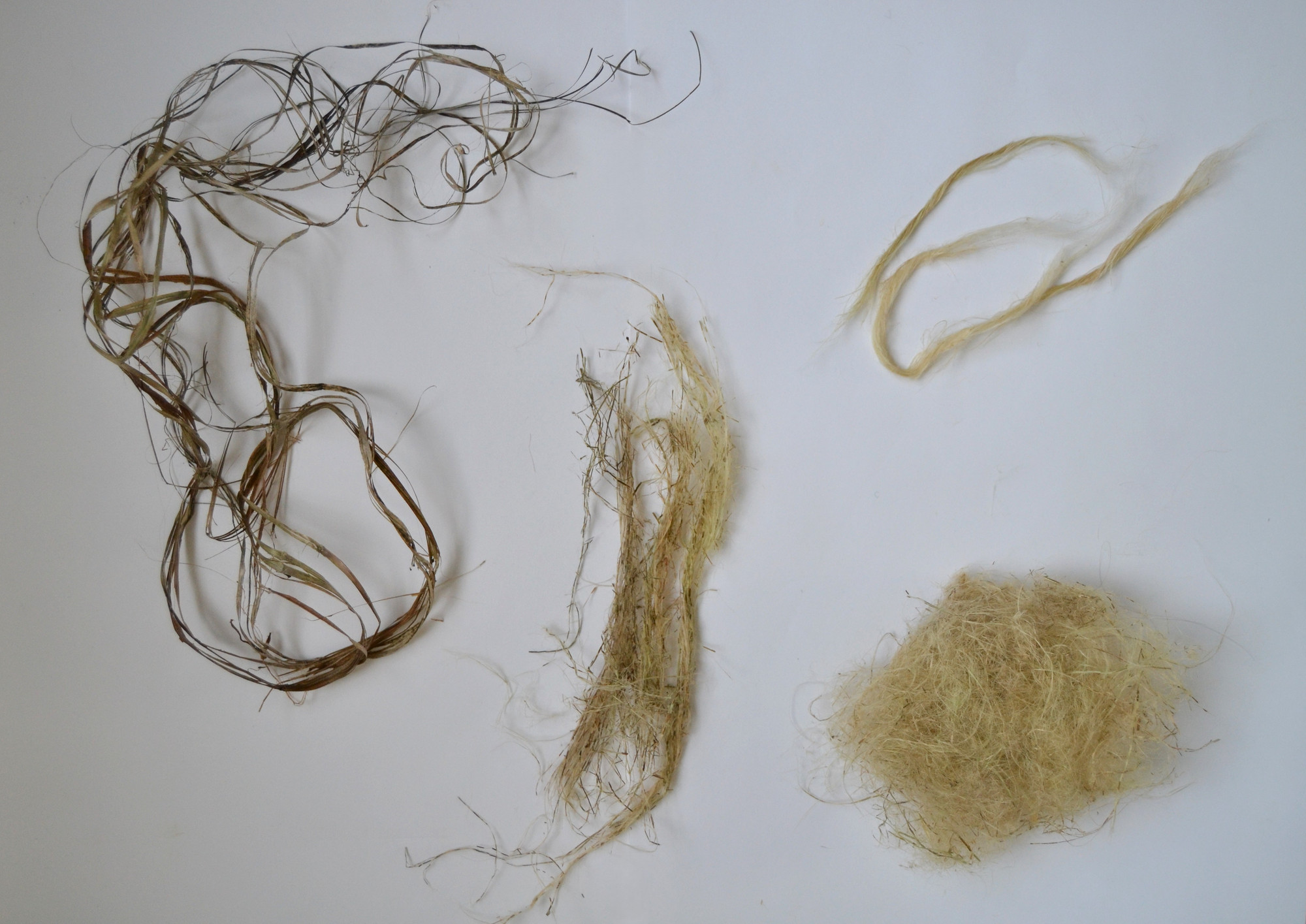 Four stages of nettle fibers on a white table